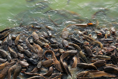 Fakta dan Informasi Menarik Mengenai Ikan Lele Fakta dan Informasi Menarik Mengenai Ikan Lele