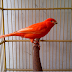 Prospek usaha ternak burung kenari 