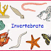 Pengertian Hewan Invertebrata dan Contohnya
