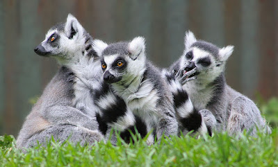 fakta menarik tentang lemur fakta menarik tentang lemur
