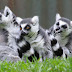 Mengenal Lemur, Si Primata Asli Dari Madagaskar