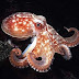 18 Fakta Menarik Mengenai Octopus, Si Gurita