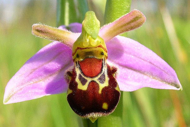 Bee Orchid Bee Orchid