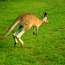 Mengenal Hewan Kangguru (Kanguru), Hewan Berkantung khas Australia