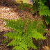 Ciri-Ciri Tumbuhan paku ( Pteridophyta )