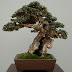 Tips menanam dan merawat tanaman bonsai 