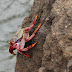 14 Fakta & Informasi Menarik Tentang Kepiting