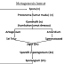 Metagenesis Tumbuhan Lumut