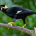 Cara jitu melatih burung beo berbicara