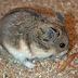 4 Jenis Hamster Dan Kepribadiannya