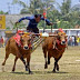 Kebudayaan Karapan Sapi Madura