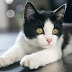 25 Fakta Menarik Tentang Kucing, Si Hewan Lucu dan Menggemaskan