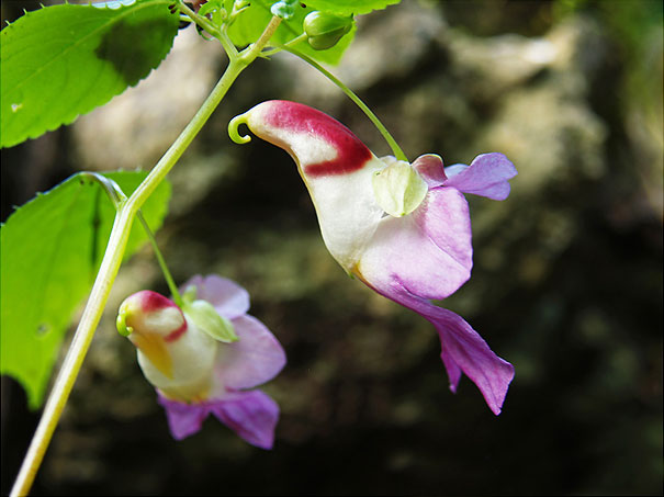 Parrot Flower Parrot Flower