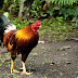 12 Fakta Menarik Tentang Ayam yang Perlu Kamu Ketahui