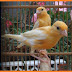Tips sederhana merawat burung kenari