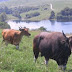 10 Fakta Menarik Tentang Banteng, Kerabat Dekat Sapi Yang Terancam Punah