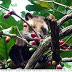 Kopi Luwak Asli Indonesia
