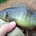 Wajib Tahu! 10 Fakta Menarik tentang Ikan Betok