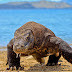 22 Fakta dan Informasi Menarik tentang Komodo si ”The Real Dragon”