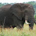 22 Fakta & Informasi Menarik tentang Gajah