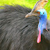 21 Fakta Menarik Tentang Burung Kasuari (Casuarius)
