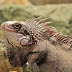 32 Fakta dan Informasi Menarik Tentang Iguana