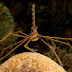 Stenorhynchus seticornis kepiting unik dari laut karibia
